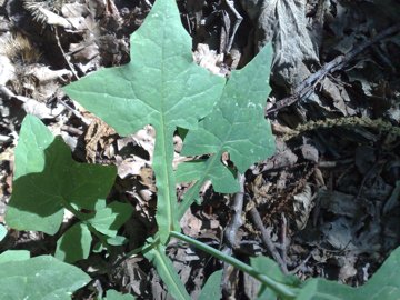 Mycelis muralis (=Lactuca muralis) / Lattuga dei boschi